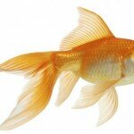 Maltrato infantil: obliga a su hija a comer 30 peces