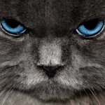 El gato más viejo del mundo