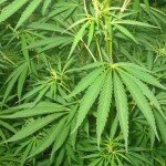 Whoopi Goldberg y la marihuana medicinal